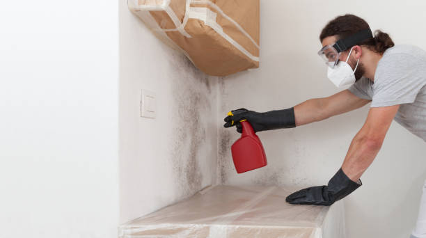 Basement Mold Remediation treatment on basement walls in Geneva